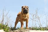 SHAR-PEI 257